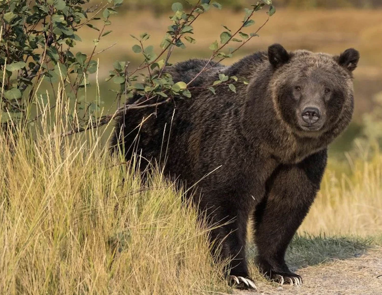 Grizzly Bear 399 Fatally Struck by Vehicle in Snake River Canyon