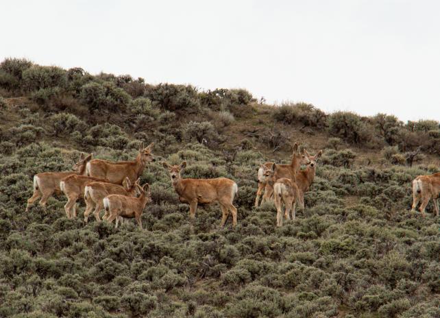 Mule Deer conversations with the Wyoming G&F come to SV