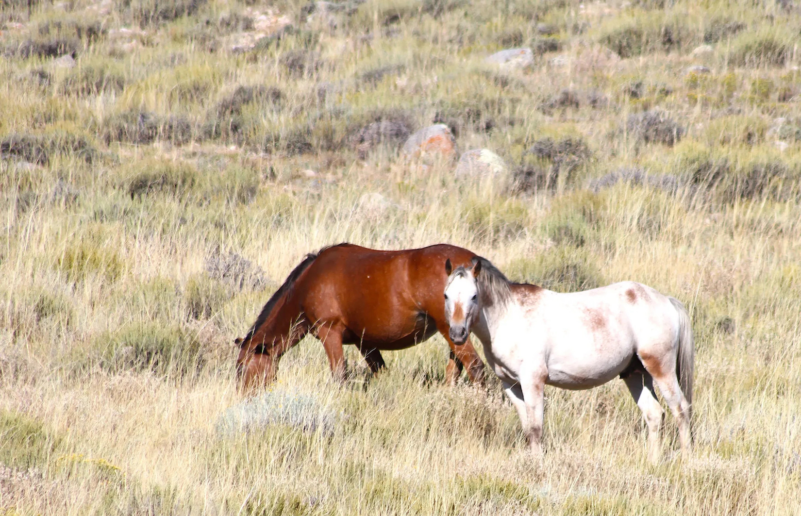 Overpopulated wild horses are hurting sage grouse survival rates, Wyoming study finds