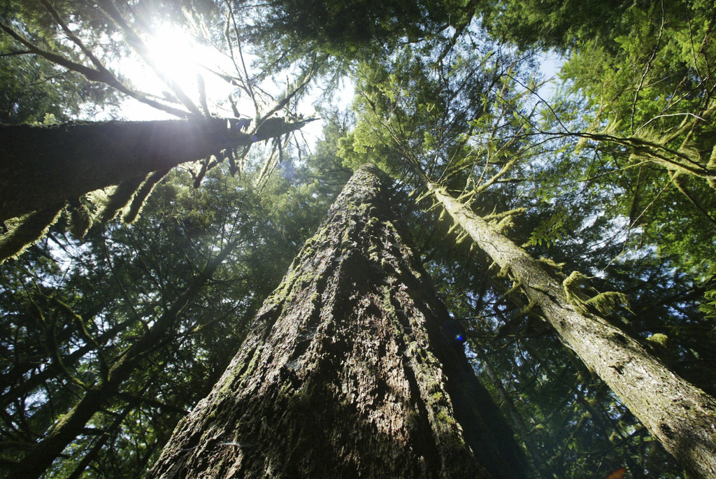 More logging is proposed to help curb wildfires in the US Pacific Northwest