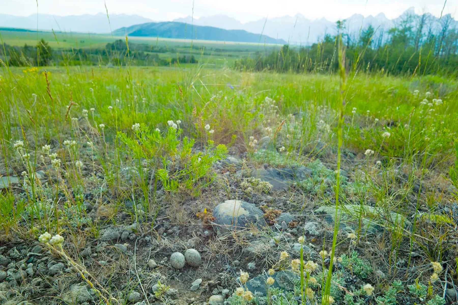 After decades of political maneuvering, Grand Teton buys Wyoming’s Kelly Parcel