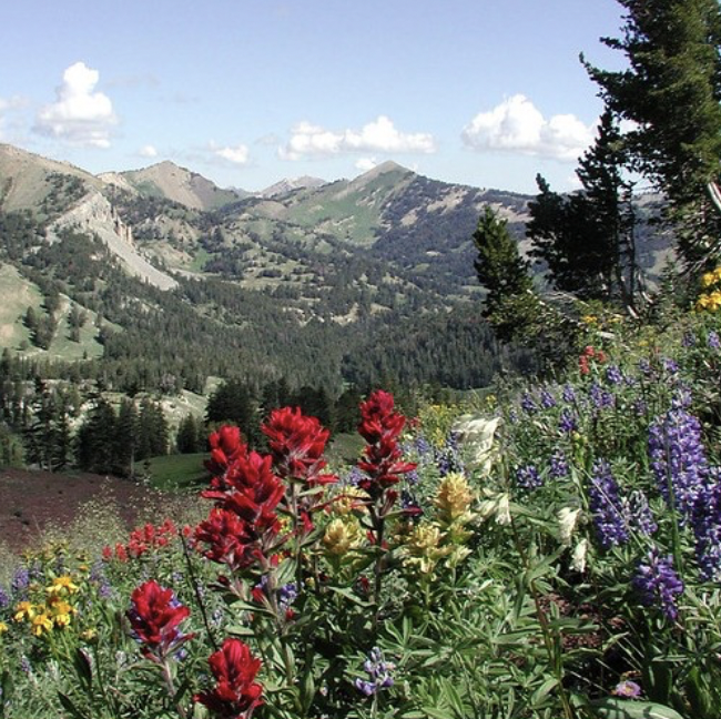 Bridger-Teton NF Seeking Comments on Proposed Fuels Reduction Work Near Hoback Rim