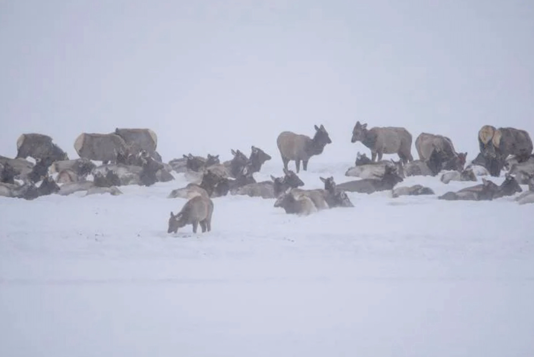 Elk tests positive for chronic wasting disease on Pinedale-area feedground