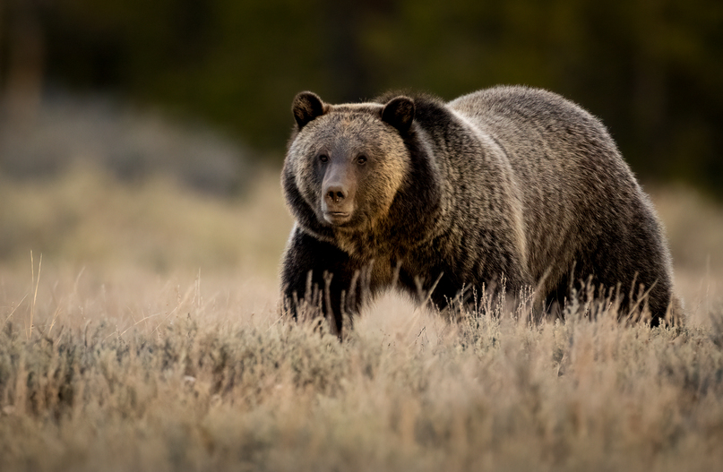 Feds decline delisting of grizzlies