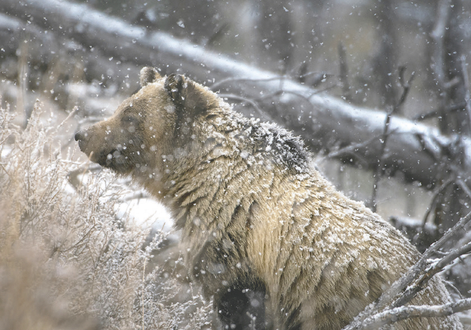 Lummis, Hageman introduce yet another grizzly bear bill