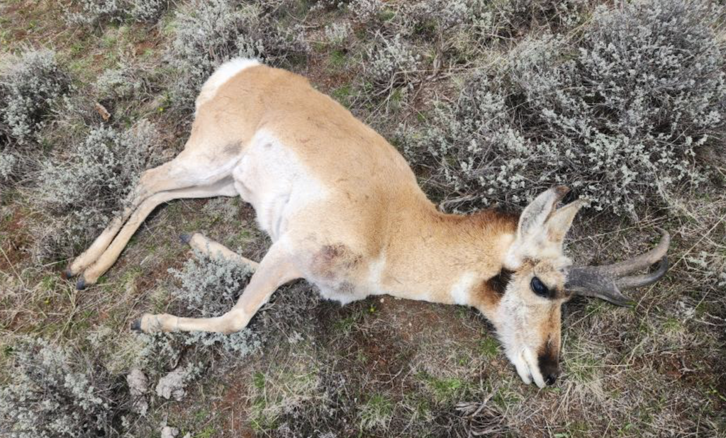 Game and Fish seeks information on twelve pronghorn illegally killed near Kemmerer