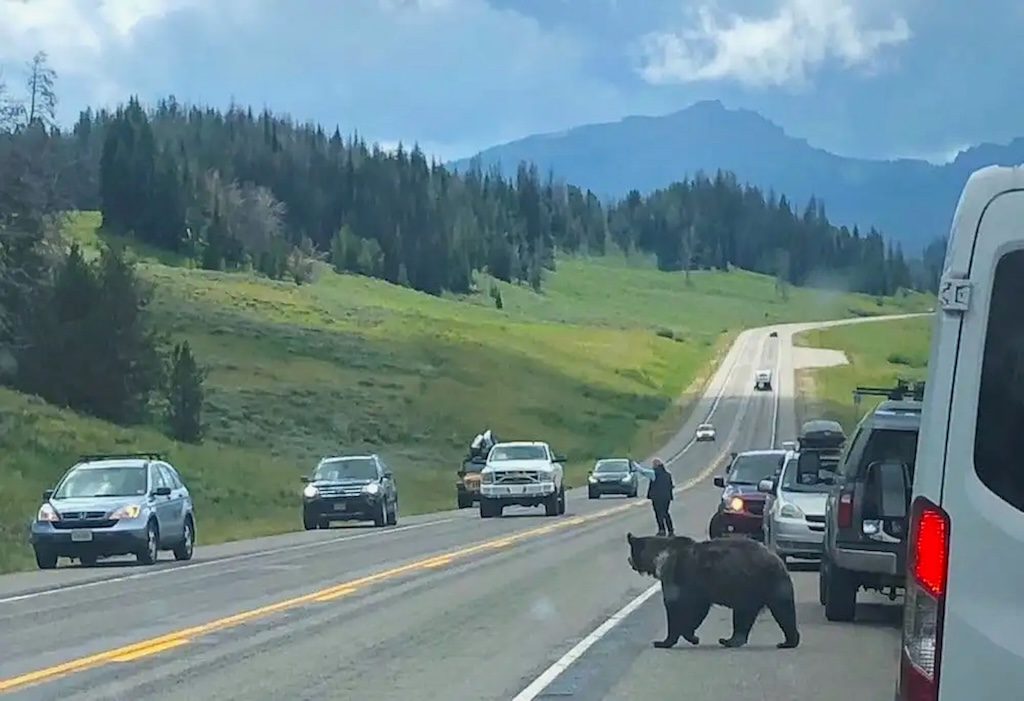 Togwotee Pass grizzlies attract vexing highway hazard