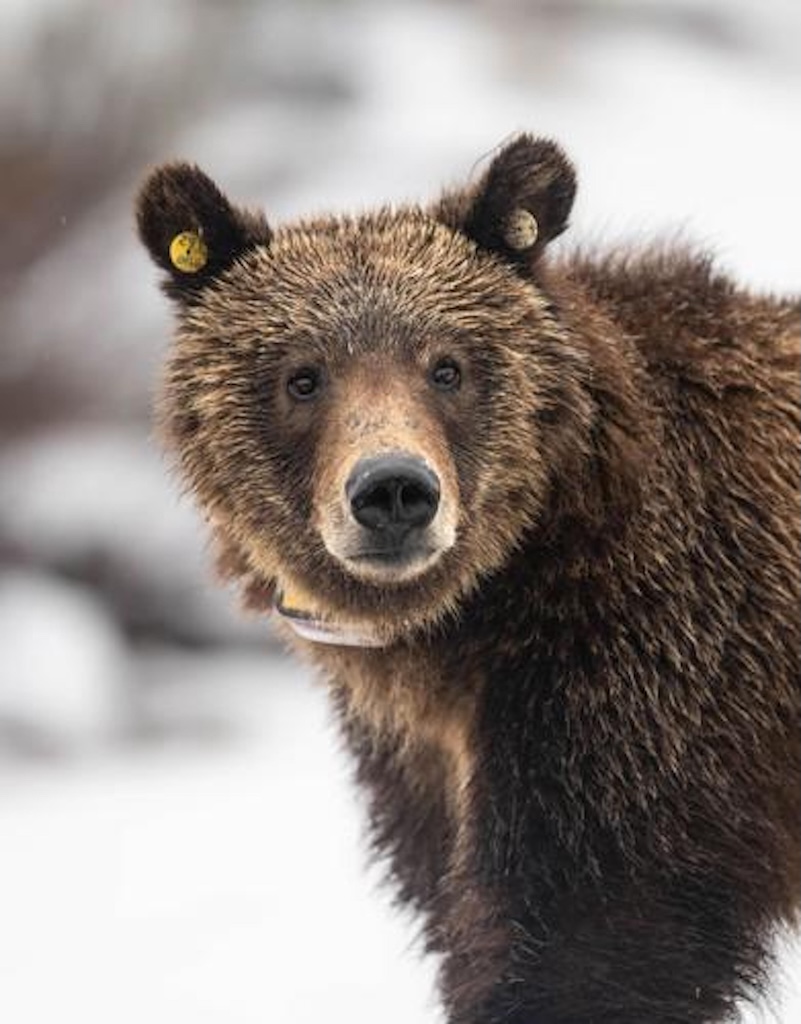 Killed by car in Teton park, Grizzly 399’s offspring follows other cubs’ tragic pawprints