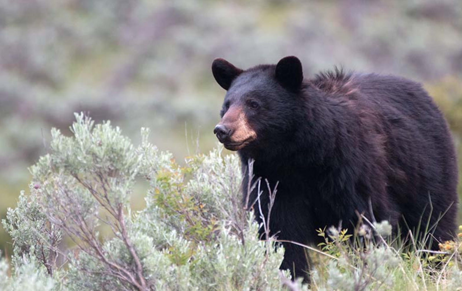Habituated black bear killed in Yellowstone National Park