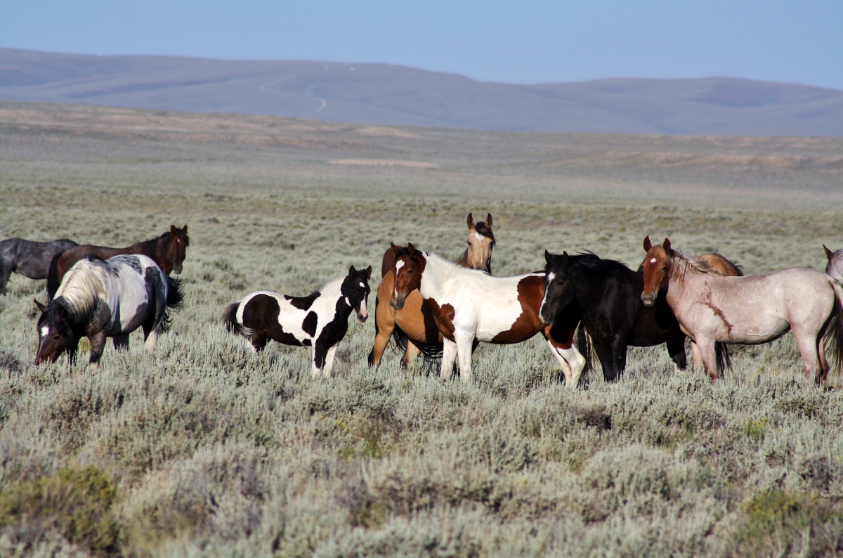 Protesters want horses saved from roundups