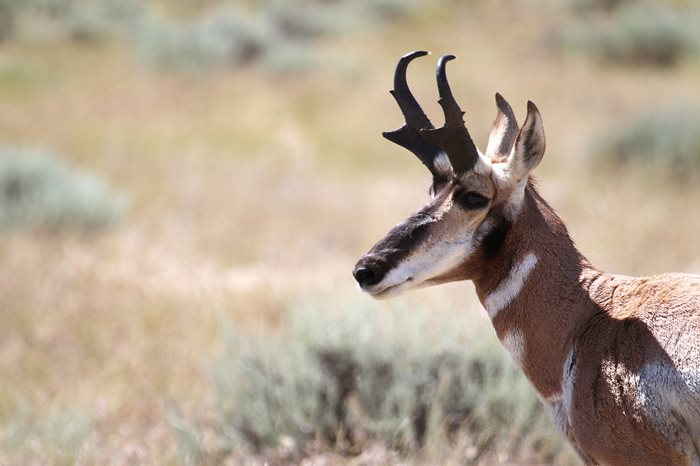Antelope Hunt applications open until Aug. 31