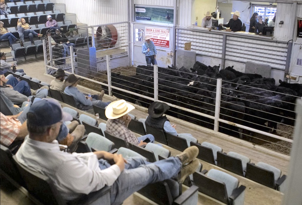 Cattle prices have reached a record high this year