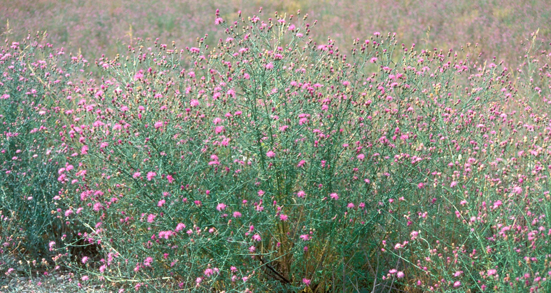 SVI Radio Interview: Lincoln County Weed & Pest, Spotted Knapweed