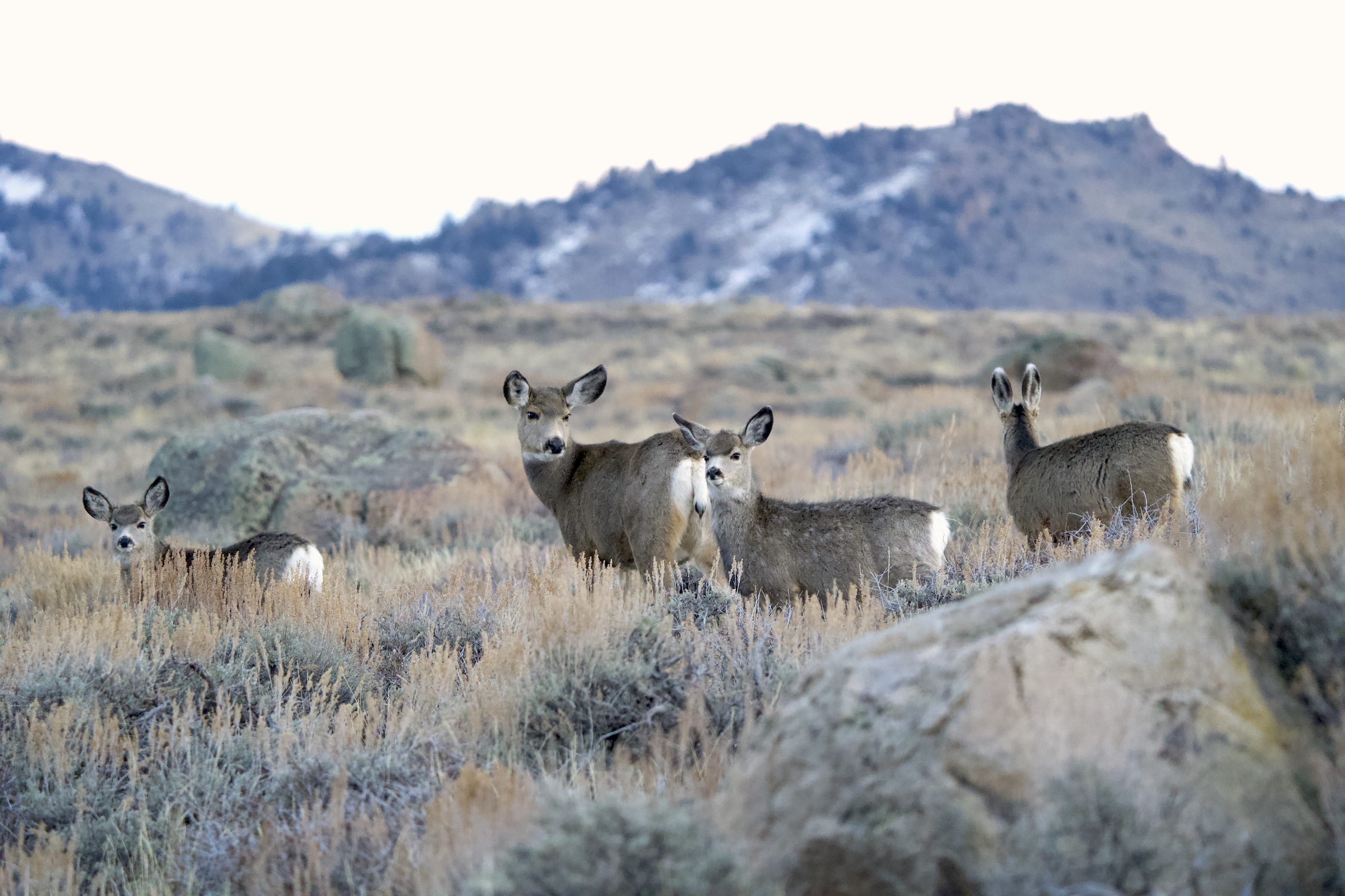 Mule Deer population remains on rebound