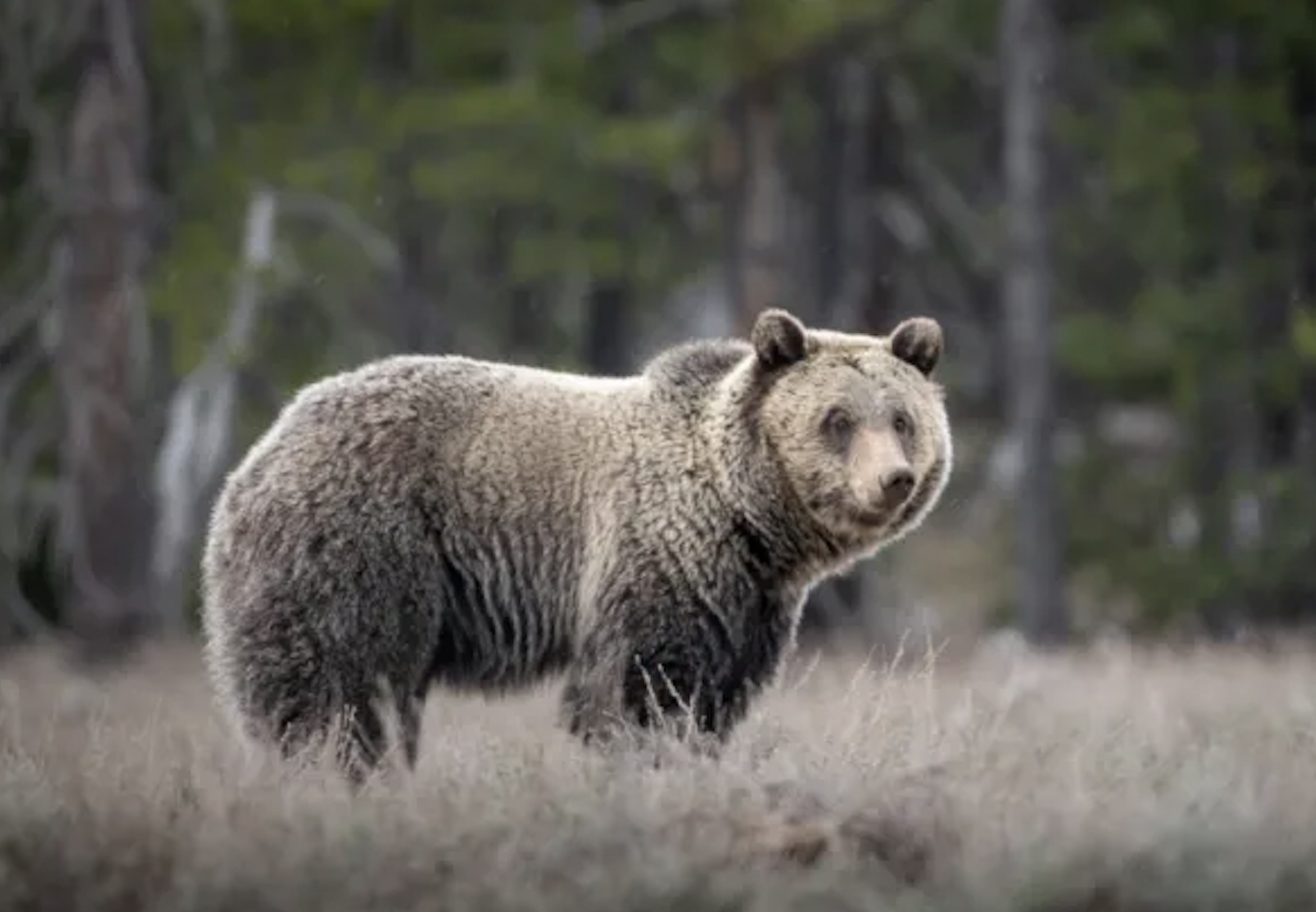Solo hiker injured by bear on Sept. 16 in Yellowstone National Park