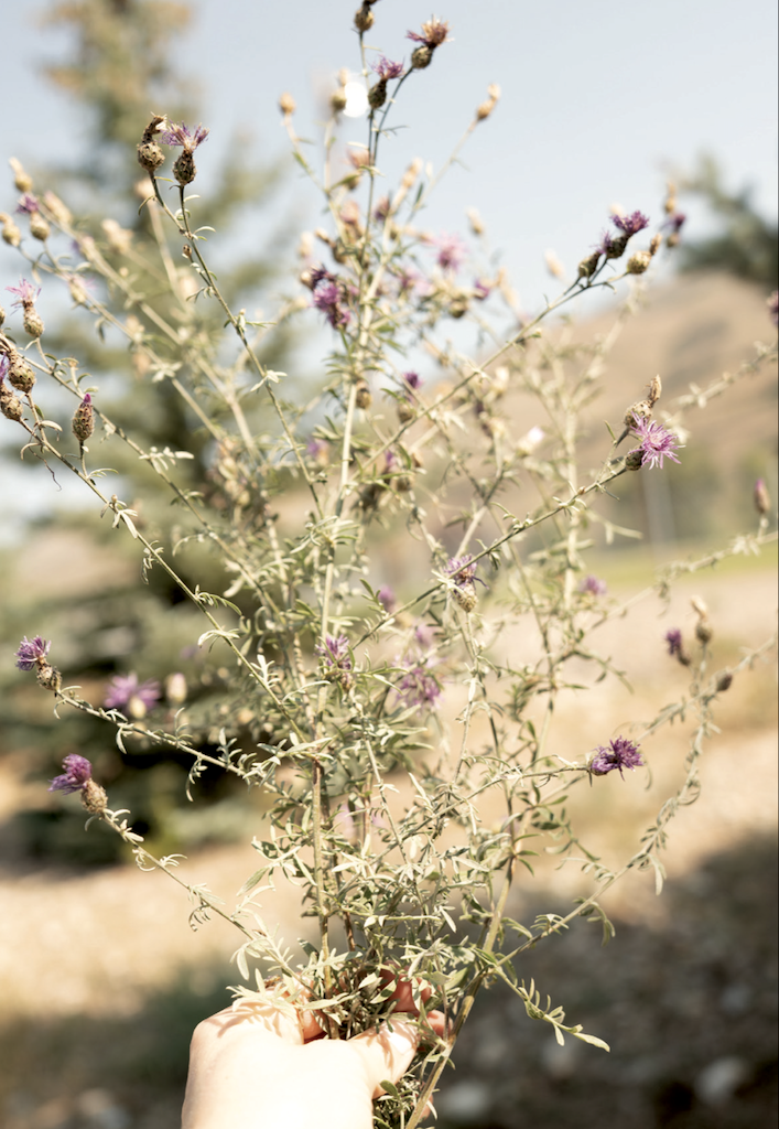 Addressing the Spotted Knapweed problem in Star Valley