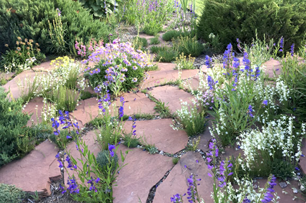 UW Extension Releases New Publications on Growing Native Plants in Wyoming