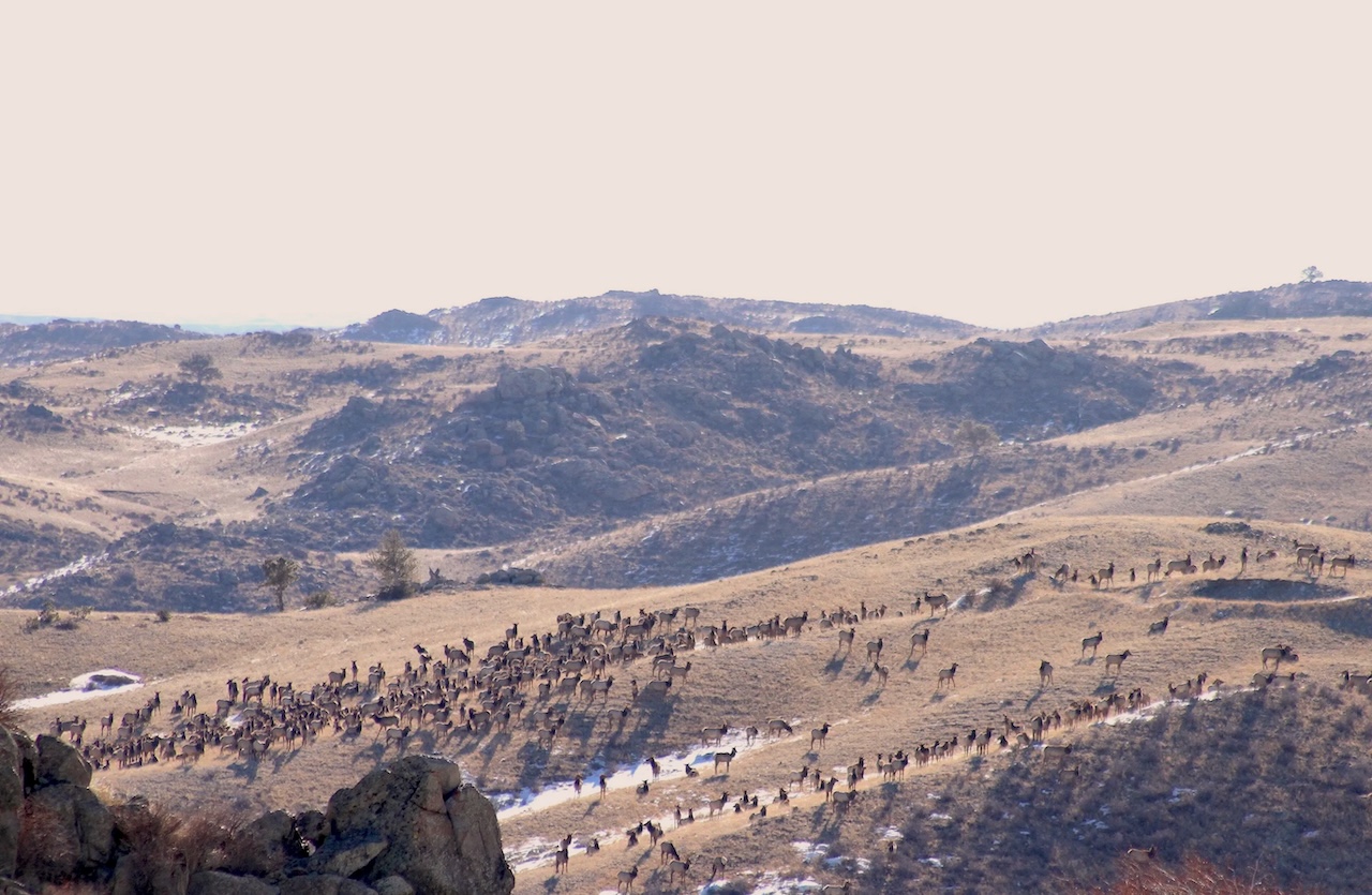 No one is using a controversial compensation program for grass lost to overpopulated Wyoming elk