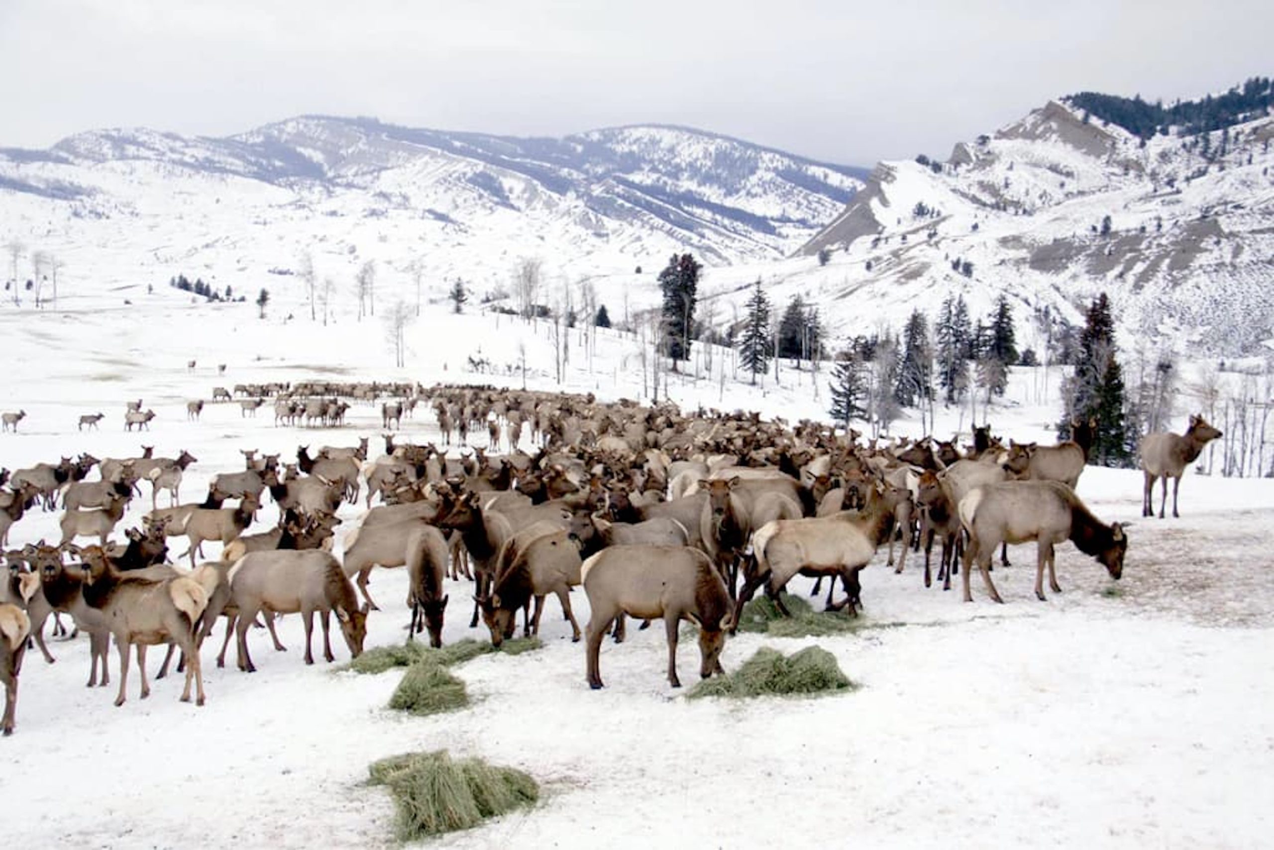 Wyoming Game and Fish elk feedgrounds under review in the Bridger-Teton