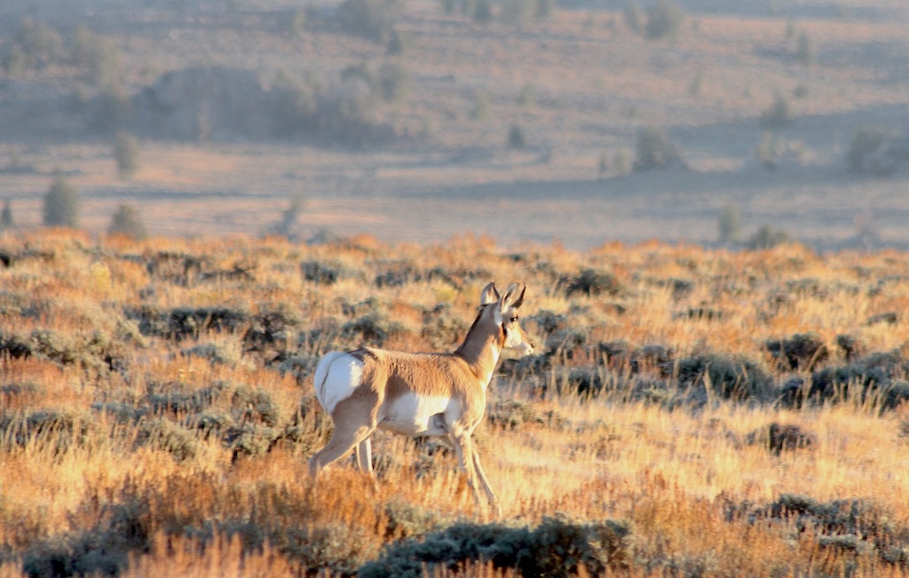 Can BLM ignore land-use plans and lease off-limits ‘Golden Triangle’ habitat for drilling?