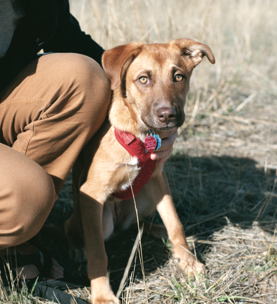 Inaugural Alpine Harvest Craft Fair is Saturday, November 15