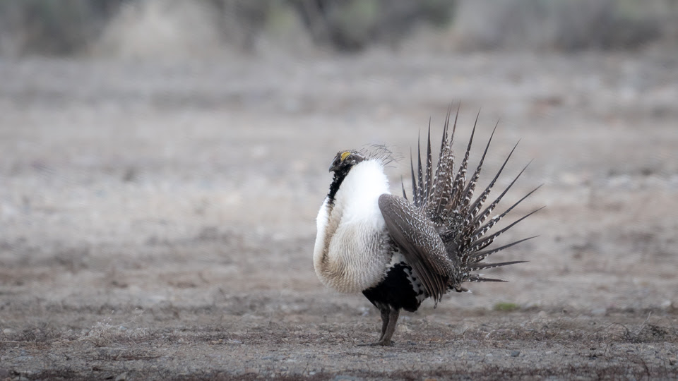 Governor Gordon applauds BLM’s sage-grouse plan for Wyoming
