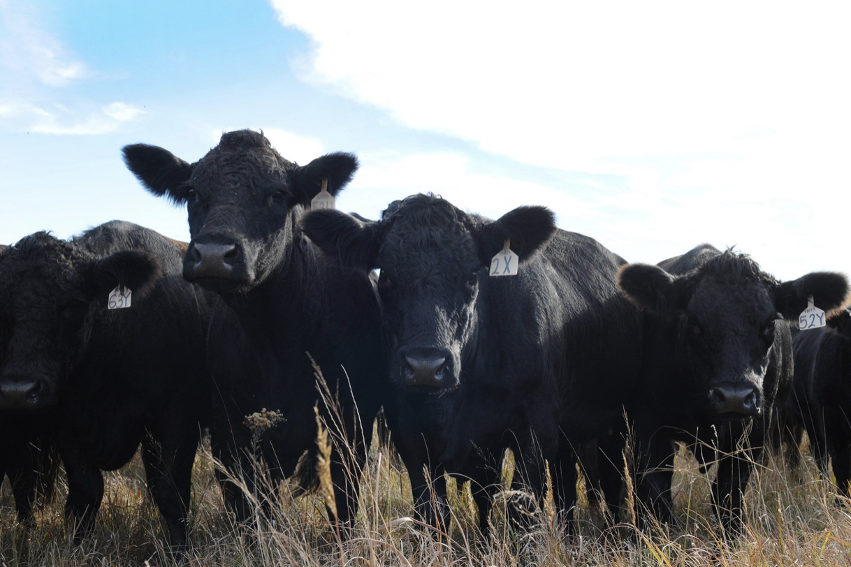 Brucellosis detected in Sublette County cattle