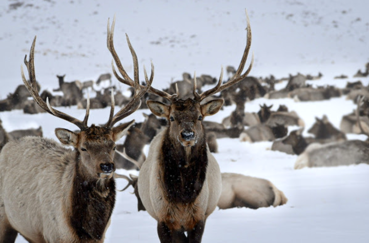 Game and Fish enters next phase in feedground management plans