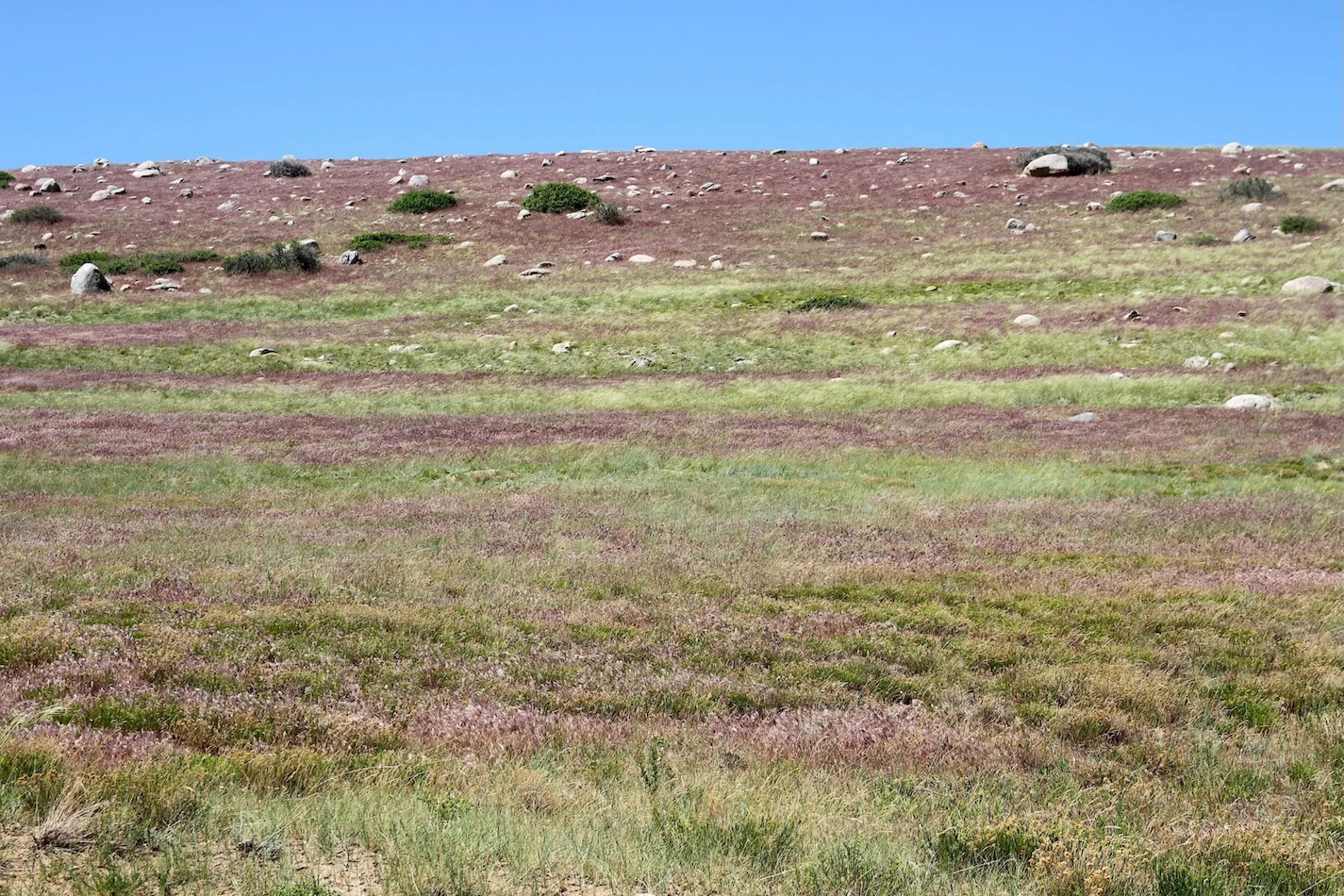 Freedom Caucus stays firm on $13 million cheatgrass-spraying cut as invasive grass tightens its grip on Wyoming