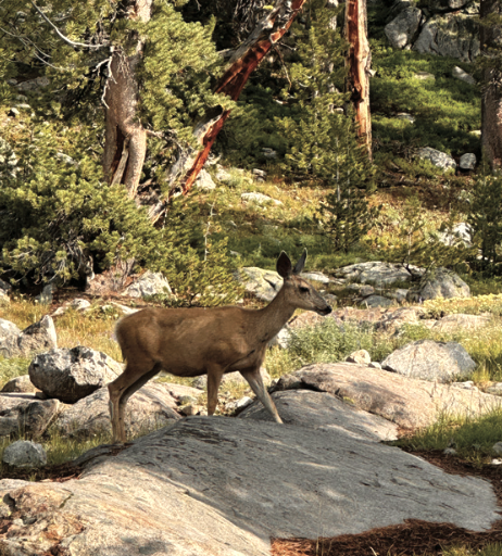 Poaching incident near Evanston 