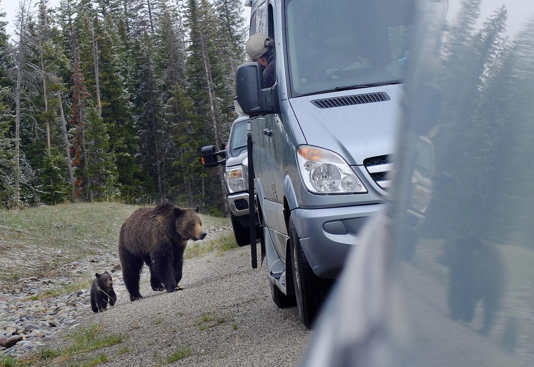 Grizzly sow and cubs spotted in Grand Teton National Park, possibly first sighting of season
