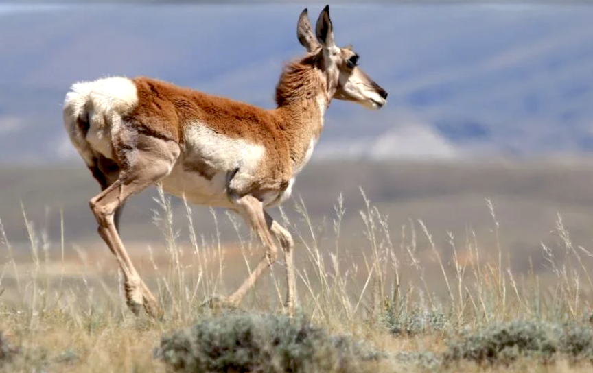 Sweetwater County official suggests further trimming Wyoming’s long-sought pronghorn migration corridor