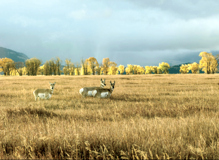 Public input shapes Wyoming hunting season proposals