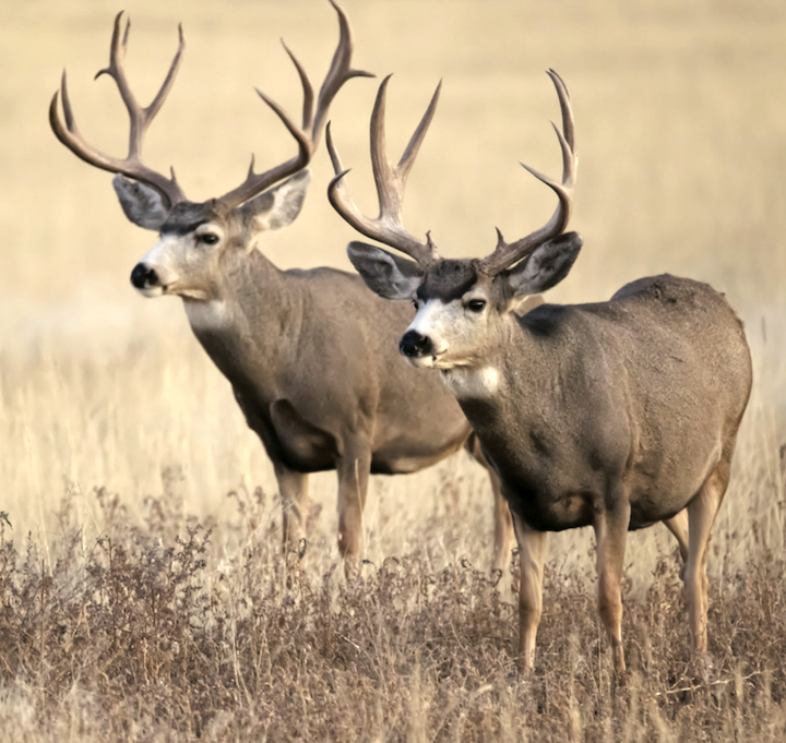 Wyoming Game & Fish creates mule deer conservation strategy