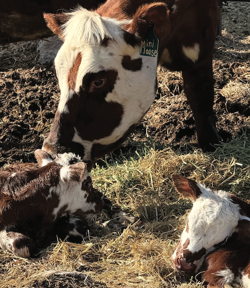 Afton Food Pantry to increase local produce, dairy, and meat access with new Wyoming grant