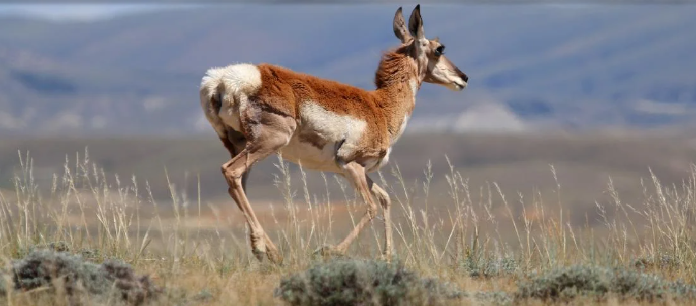 SVI Radio Interview: Ken Roberts – Wyoming Game & Fish Commissioner