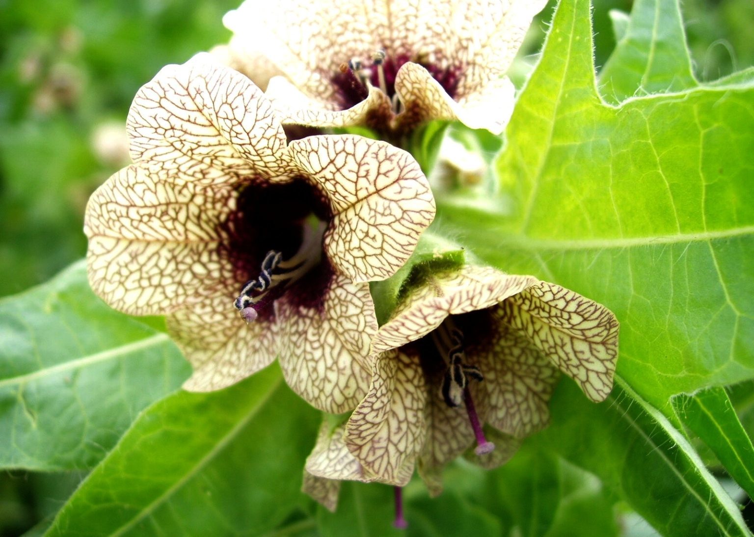 SVI Radio Interview: Travis Osmond – Lincoln County Weed & Pest