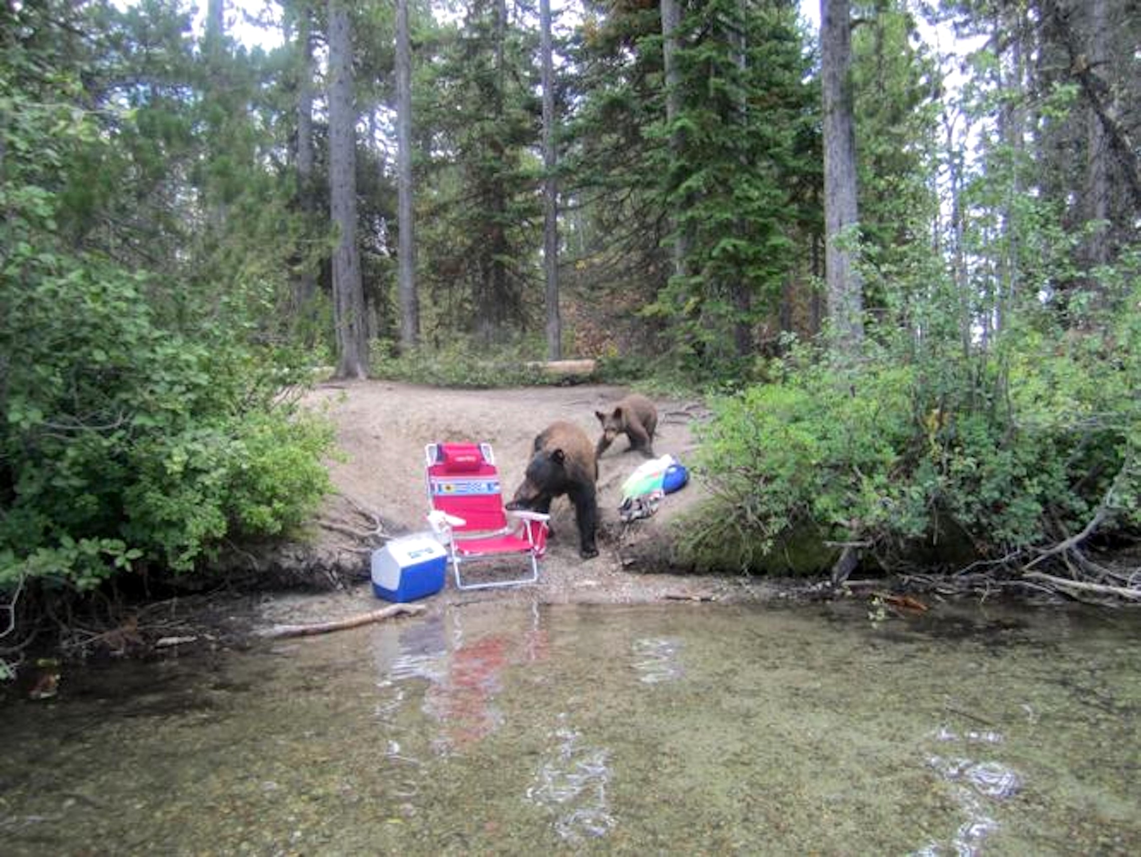 Grand Teton National Park kills black bear amid raft of early summer ursine conflict