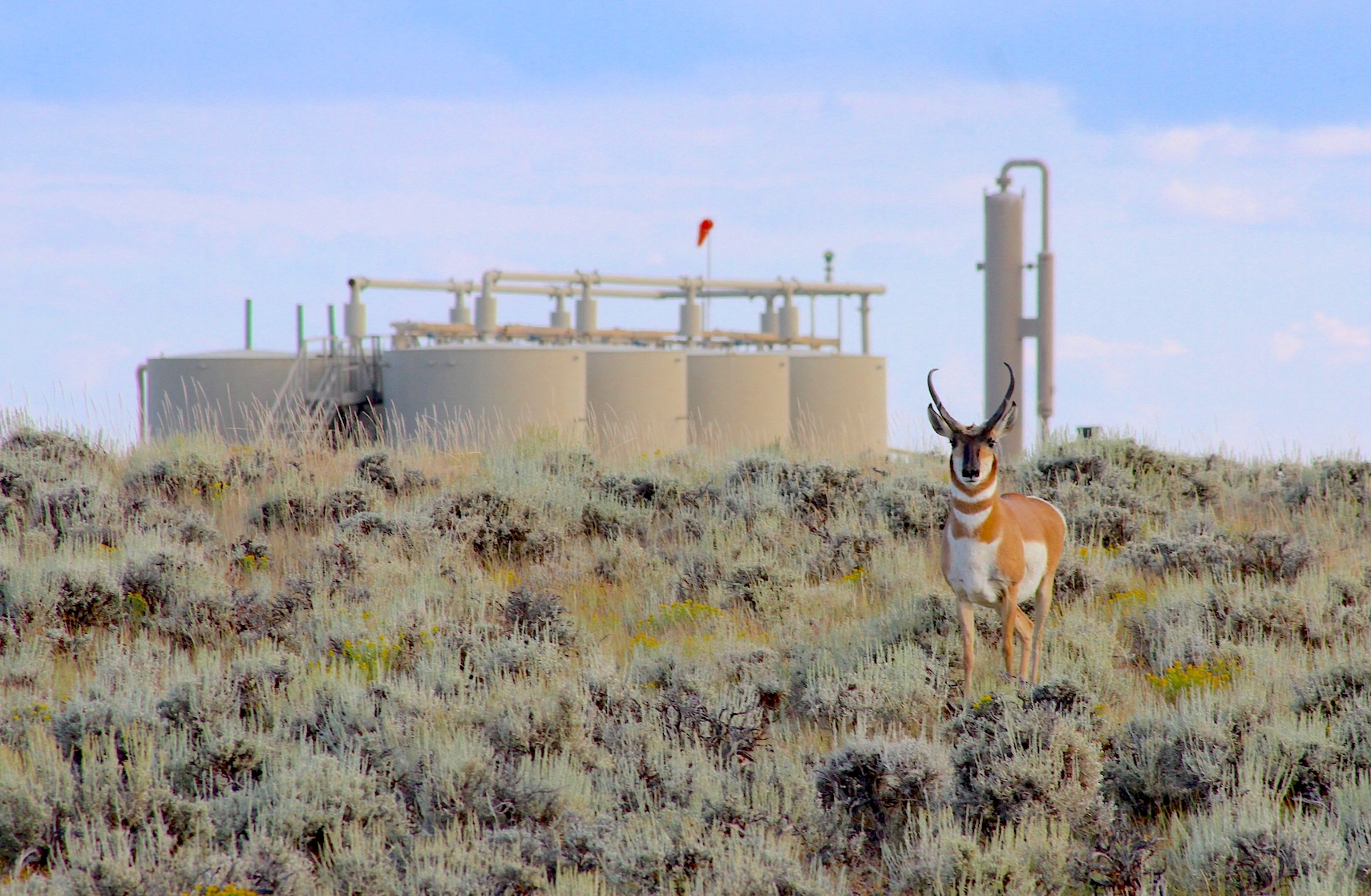 Wyoming’s ‘Path of the Pronghorn’ is a signature away from protections fought over for a quarter century