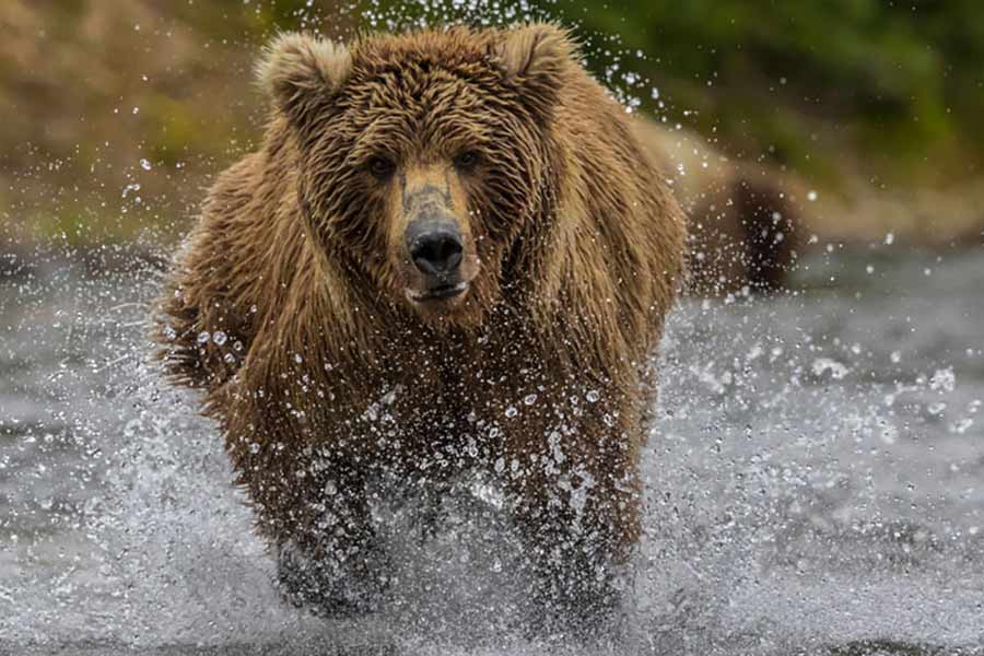 Wyoming Game & Fish Director urges more authority in Grizzly Bear policy