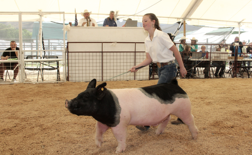 Knights of Columbus covering livestock processing fees