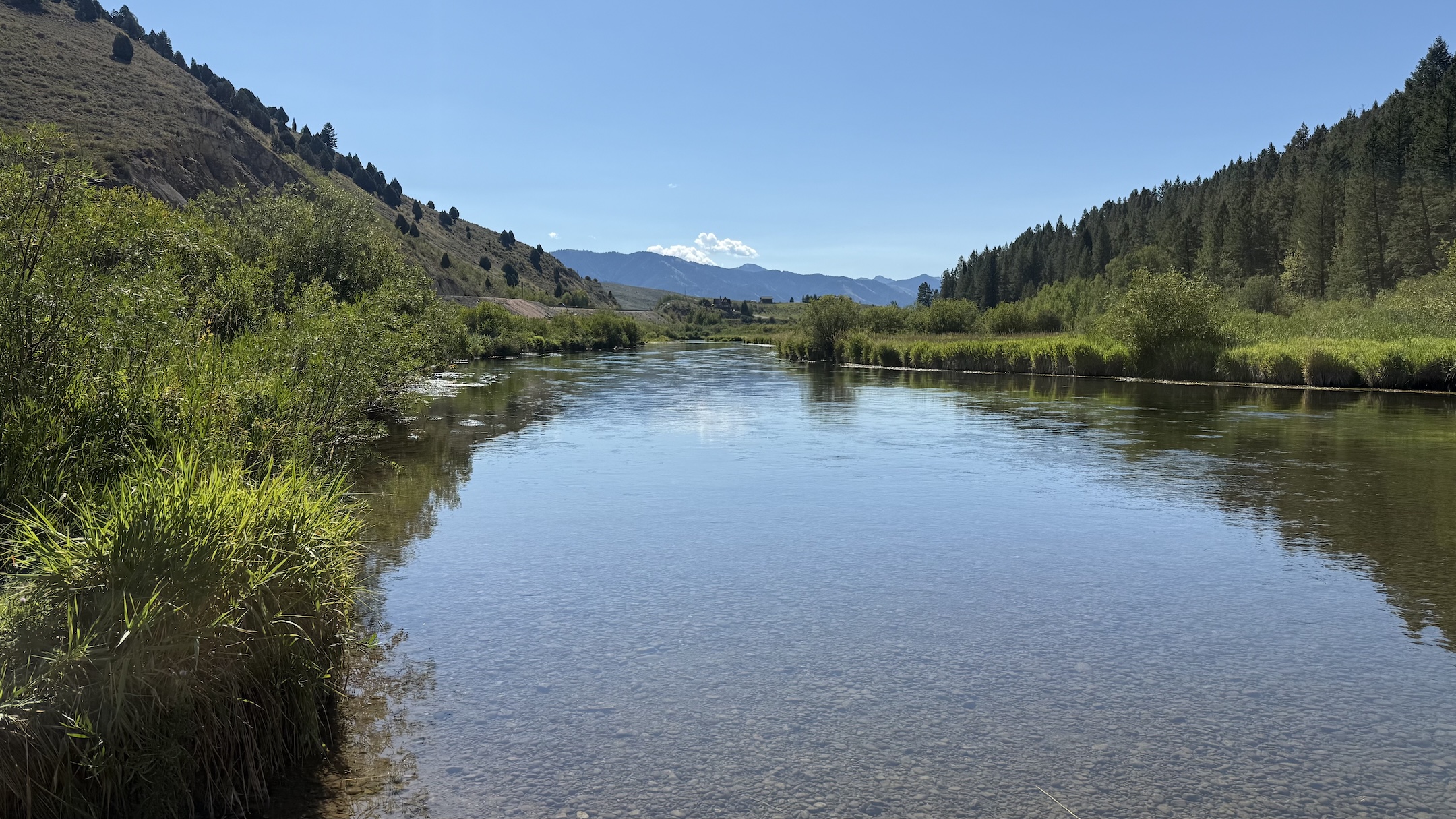Game & Fish continues investigation into cause of fish mortality in Star Valley
