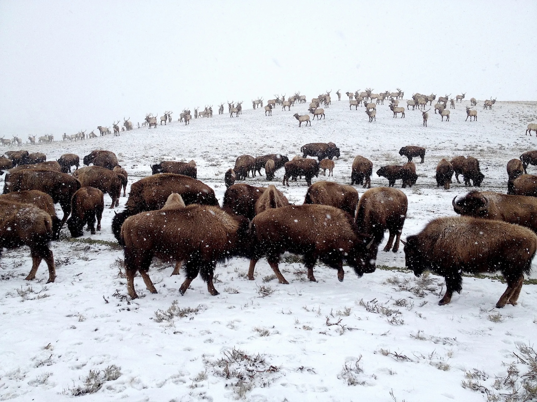 National Elk Refuge fields questions about what feeding elk could mean for Jackson Hole’s water