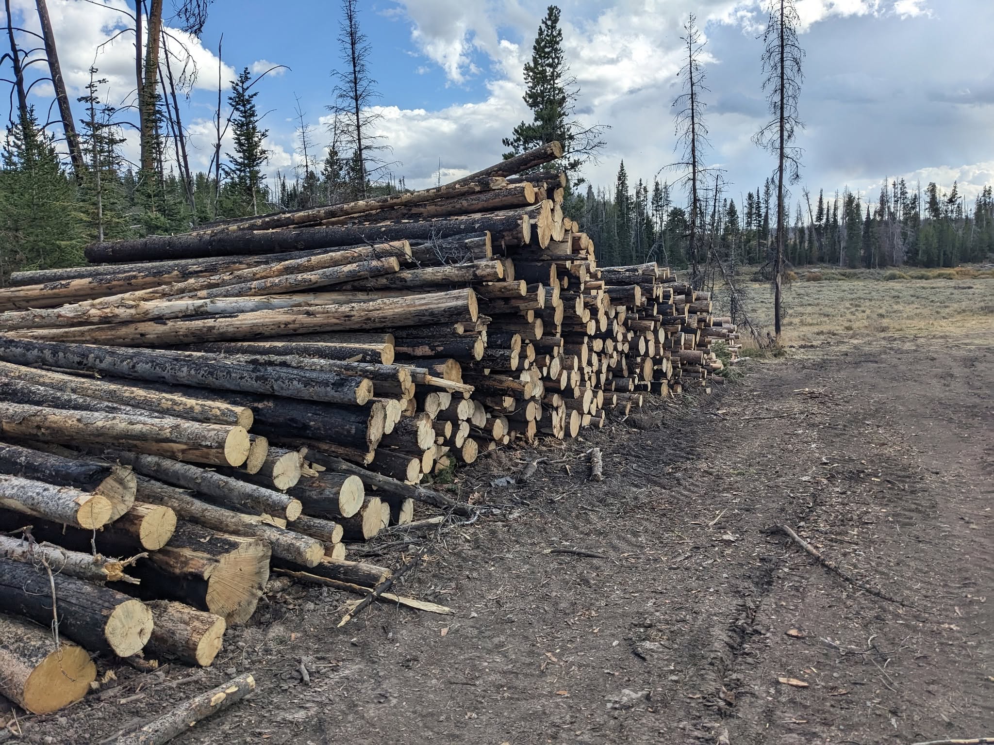 SVI Radio Interview: Wyoming State Forester Kelly Norris