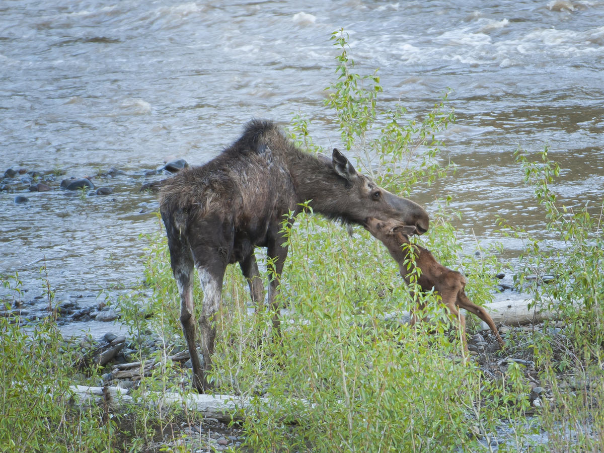 Chronic wasting disease confirmed in moose