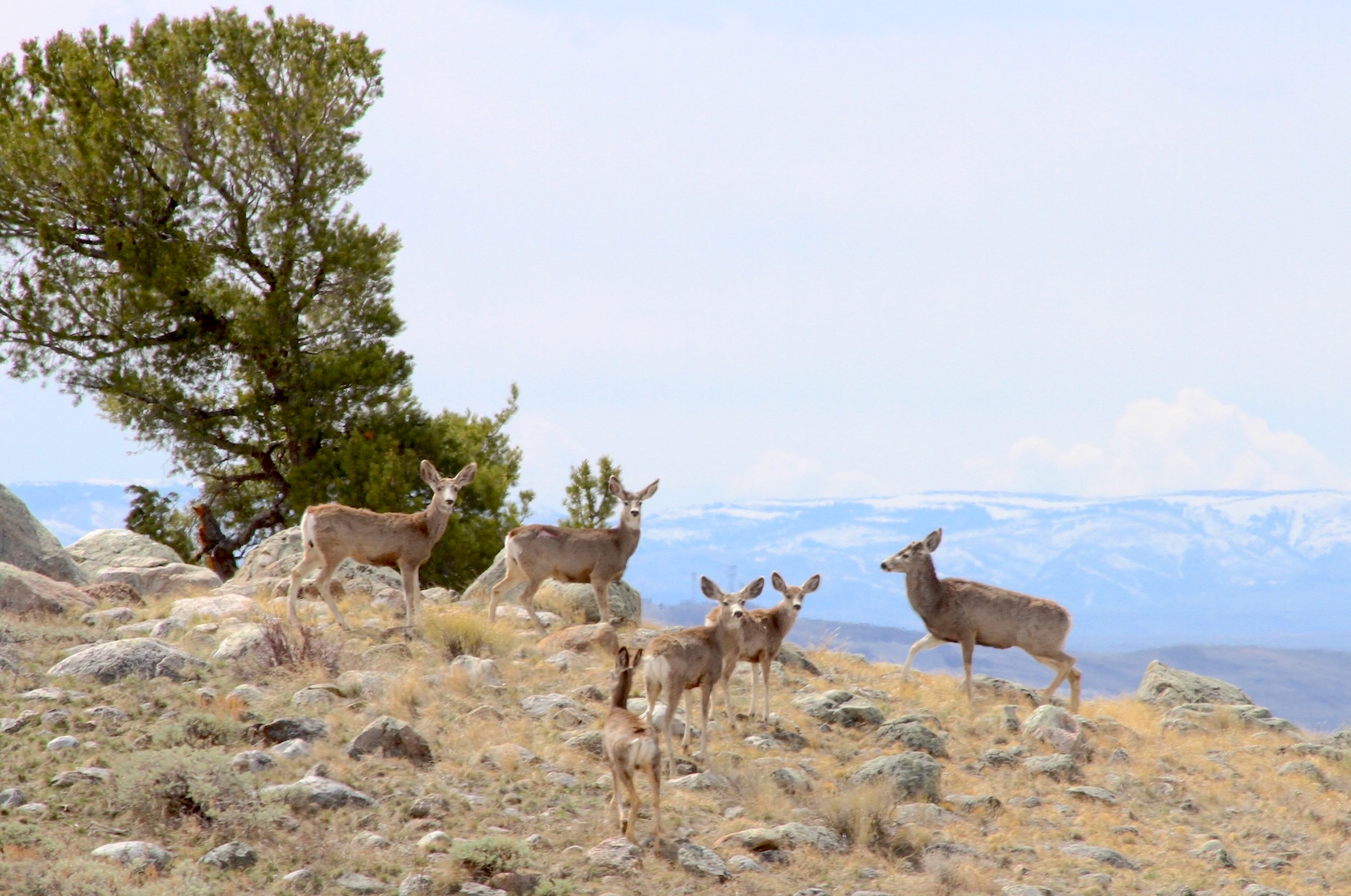 UW research values Wyoming’s elk, mule deer and pronghorn at a stunning $6B