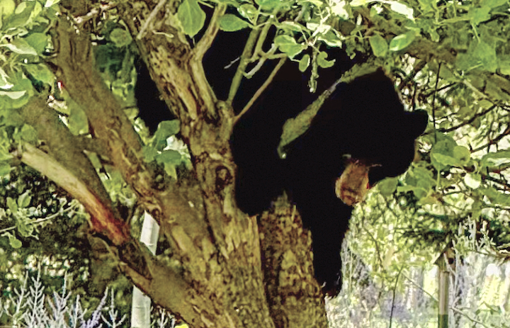 Bears bring renewed concern to Star Valley Ranch