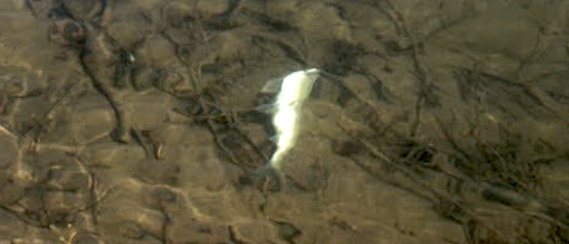 Kidney disease determined as cause of fish mortality on Salt River
